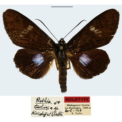 /filer/webapps/moths/media/images/T/turlini_Rothia_HT_MNHNa.jpg