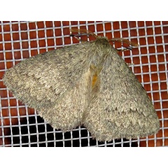/filer/webapps/moths/media/images/D/despecta_Lichenopteryx_A_Braun_06.jpg