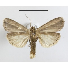 /filer/webapps/moths/media/images/L/lunulata_Mythimna_A_MGCLb_01.JPG