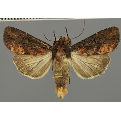 /filer/webapps/moths/media/images/I/intricata_Apospasta_AM_Fiebig.jpg