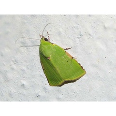 /filer/webapps/moths/media/images/P/phoenicochlora_Lophocrama_A_Goff_04.jpg