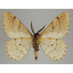 /filer/webapps/moths/media/images/I/idiochroa_Hypomecis_AM_ZSMb.jpg