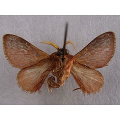 /filer/webapps/moths/media/images/P/punctifascia_Anadiasa_A_Baron_02.jpg