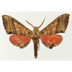 /filer/webapps/moths/media/images/R/rosea_Rufoclanis_AM_Basquin_02.jpg