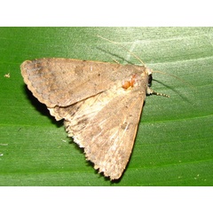 /filer/webapps/moths/media/images/R/robusta_Pandesma_A_Goff.jpg