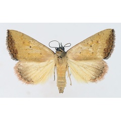 /filer/webapps/moths/media/images/S/subflavalis_Phytometra_AF_TMSA_01.jpg