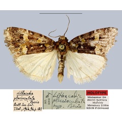 /filer/webapps/moths/media/images/P/plurioculata_Lithacodia_HT_MNHN.jpg