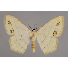 /filer/webapps/moths/media/images/S/sanguinisecta_Scopula_A_ZSM_01.jpg