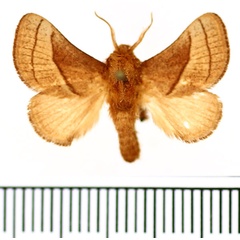 /filer/webapps/moths/media/images/S/syrtis_Omocena_AM_BMNH.jpg