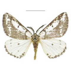 /filer/webapps/moths/media/images/A/atacta_Nothabraxas_AM_ANHRT_01.jpg