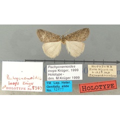 /filer/webapps/moths/media/images/I/inops_Pachycnemoides_HT_TMSA.jpg