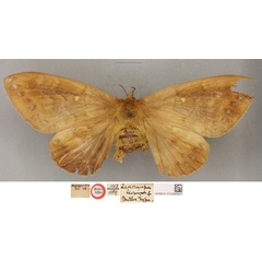 /filer/webapps/moths/media/images/L/leonina_Lasiocampa_HT_BMNH.jpg