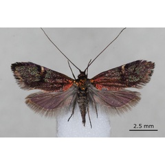 /filer/webapps/moths/media/images/A/acaciae_Nemophora_PT_BMNH.jpg