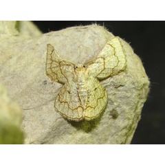 /filer/webapps/moths/media/images/O/ochrea_Cacochloris_A_Goff_03.jpg