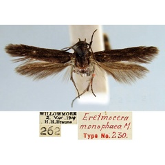 /filer/webapps/moths/media/images/M/monophaea_Eretmocera_HT_TMSA_400dpb6.jpg