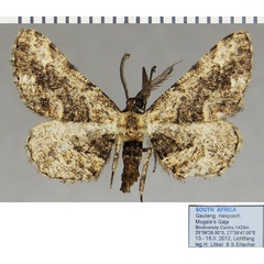 /filer/webapps/moths/media/images/G/gonophora_Hypomecis_AM_ZSMa.jpg