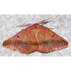 /filer/webapps/moths/media/images/C/chromatina_Drepanogynis_A_Braun_03.jpg