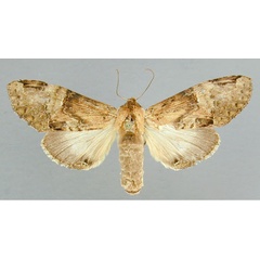 /filer/webapps/moths/media/images/H/hypochlora_Acrasiella_A_RMCA.jpg