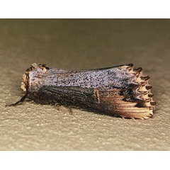 /filer/webapps/moths/media/images/L/lydenburgi_Phalera_A_Roland_01_dwssvd6.jpg