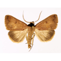 /filer/webapps/moths/media/images/A/aspila_Plecoptera_AM_TMSA_01.jpg