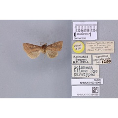 /filer/webapps/moths/media/images/B/biluma_Sciomesa_PTM_BMNH_01a.jpg