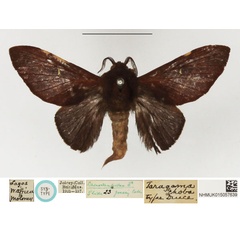 /filer/webapps/moths/media/images/C/choba_Taragama_STM_NHMUK.jpg