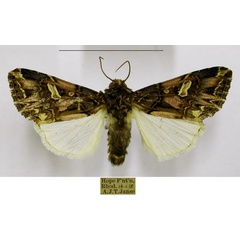 /filer/webapps/moths/media/images/V/vittigera_Odontestra_AM_TMSA.jpg