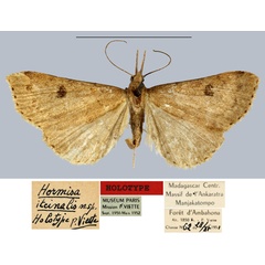 /filer/webapps/moths/media/images/I/iteinalis_Hormisa_HT_MNHN.jpg