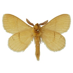 /filer/webapps/moths/media/images/U/uganda_Philotherma_HT_Basquinb.jpg