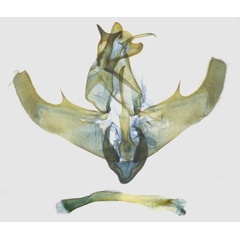 /filer/webapps/moths/media/images/G/gladiator_Thubdora_GMHT_RMCA.jpg