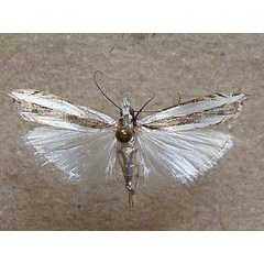 /filer/webapps/moths/media/images/M/malacellus_Angustalius_A_Butler.jpg