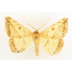 /filer/webapps/moths/media/images/S/syngrammata_Entomogramma_AM_TMSA.jpg