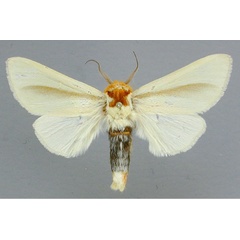 /filer/webapps/moths/media/images/S/simplex_Antheua_A_RMCA_01_aTVADsW.jpg