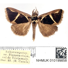 /filer/webapps/moths/media/images/V/vieui_Fodina_AM_BMNH.jpg