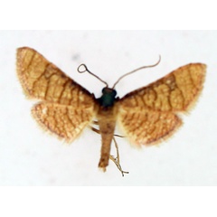 /filer/webapps/moths/media/images/F/flavicilia_Rhodoneura_AM_TMSA.jpg