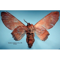 /filer/webapps/moths/media/images/D/dannfelti_Opisthodontia_HT_SNHMb.jpg