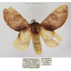 /filer/webapps/moths/media/images/A/andersoni_Pseudometa_AF_TMSA_02.jpg