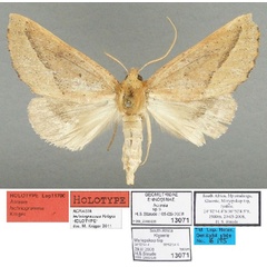 /filer/webapps/moths/media/images/L/lechriogramma_Acrasia_HT_TMSA.jpg