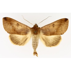 /filer/webapps/moths/media/images/X/xylina_Hypanua_AM_TMSA_01.jpg