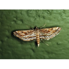 /filer/webapps/moths/media/images/F/fluctuosalis_Parapoynx_A_Roland_01_uo2DZHi.jpg