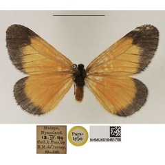 /filer/webapps/moths/media/images/E/euryperalis_Staphylinochrous_PT_NHMUK.jpg