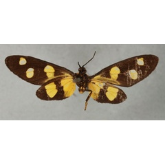 /filer/webapps/moths/media/images/T/trimacula_Naclia_HT_NHMUKb.jpg