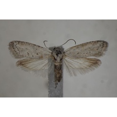 /filer/webapps/moths/media/images/A/albida_Homadaula_PT_BMNH.jpg