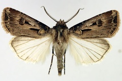 Agrotis biconica