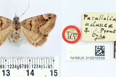 Dysgonia adunca