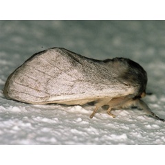 /filer/webapps/moths/media/images/A/affinis_Anadiasa_A_Roland_14.jpg