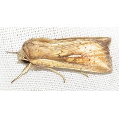 /filer/webapps/moths/media/images/U/ustata_Mythimna_A_Braun_17.jpg