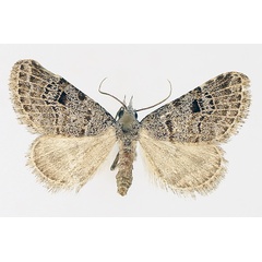 /filer/webapps/moths/media/images/V/venata_Chusaris_AM_TMSA_02.jpg