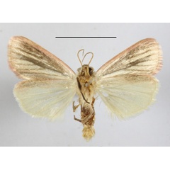 /filer/webapps/moths/media/images/B/bimaculata_Timora_A_MGCLb_01.JPG