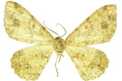Afroracotis argillacea cedrici